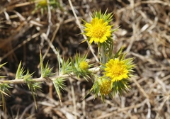 Centromadia parryi congdonii