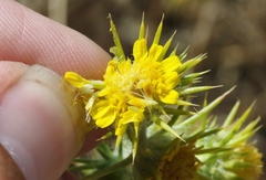 Centromadia parryi congdonii