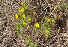 Centromadia parryi congdonii