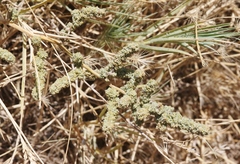 Extriplex joaquinana