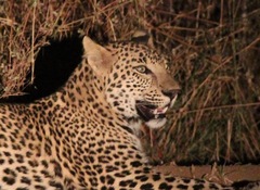 Panthera pardus fusca