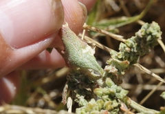 Extriplex joaquinana