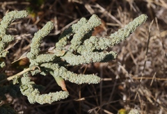 Extriplex joaquinana