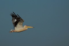 Pelecanus onocrotalus