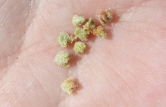 Extriplex joaquinana