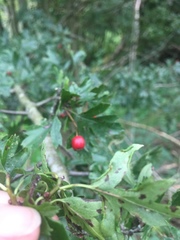 Phyllocoptes goniothorax