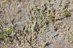 Extriplex joaquinana