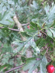 Phyllocoptes goniothorax