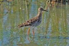 Calidris pugnax