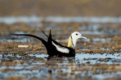 Hydrophasianus chirurgus