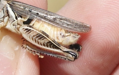 Melanoplus sanguinipes