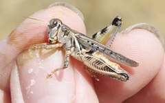 Melanoplus sanguinipes