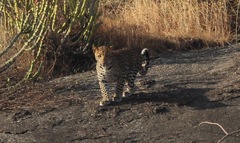 Panthera pardus fusca