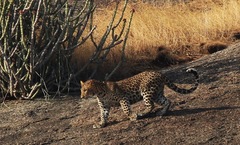 Panthera pardus fusca