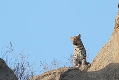 Panthera pardus fusca