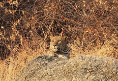 Panthera pardus fusca