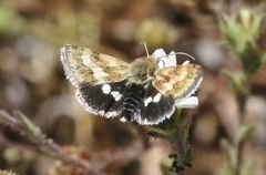 Heliothodes diminutiva