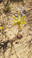 Lachenalia trichophylla