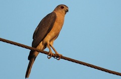 Accipiter badius