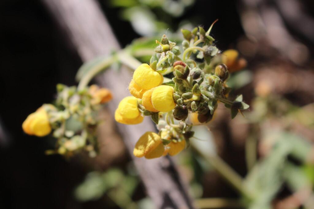 Calceolaria latifolia (Calceolaria latifolia)