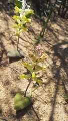 Lachenalia trichophylla