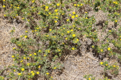 Centromadia parryi congdonii