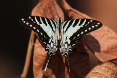 Graphium nomius