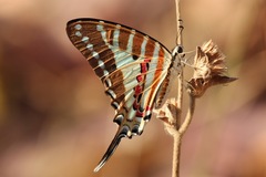 Graphium nomius