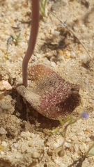 Lachenalia trichophylla
