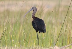 Plegadis falcinellus