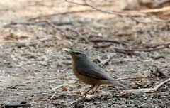 Phylloscopus griseolus