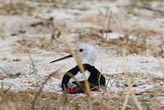 Himantopus himantopus