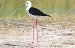 Himantopus himantopus