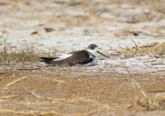 Himantopus himantopus