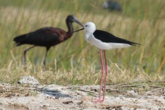 Himantopus himantopus