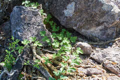 Passiflora arizonica