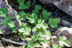 Passiflora arizonica