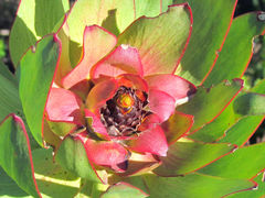 Leucadendron orientale