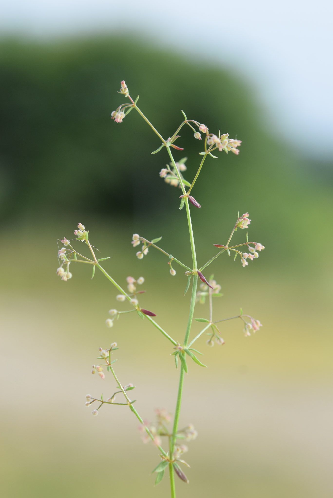 Galium parisiense