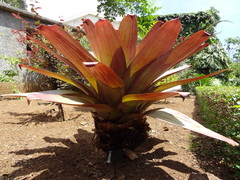 Alcantarea imperialis