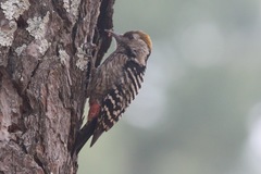Dendrocoptes auriceps