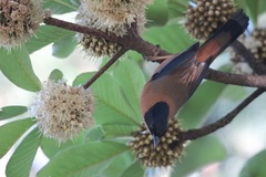 Heterophasia capistrata