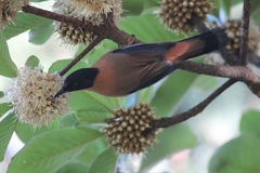 Heterophasia capistrata