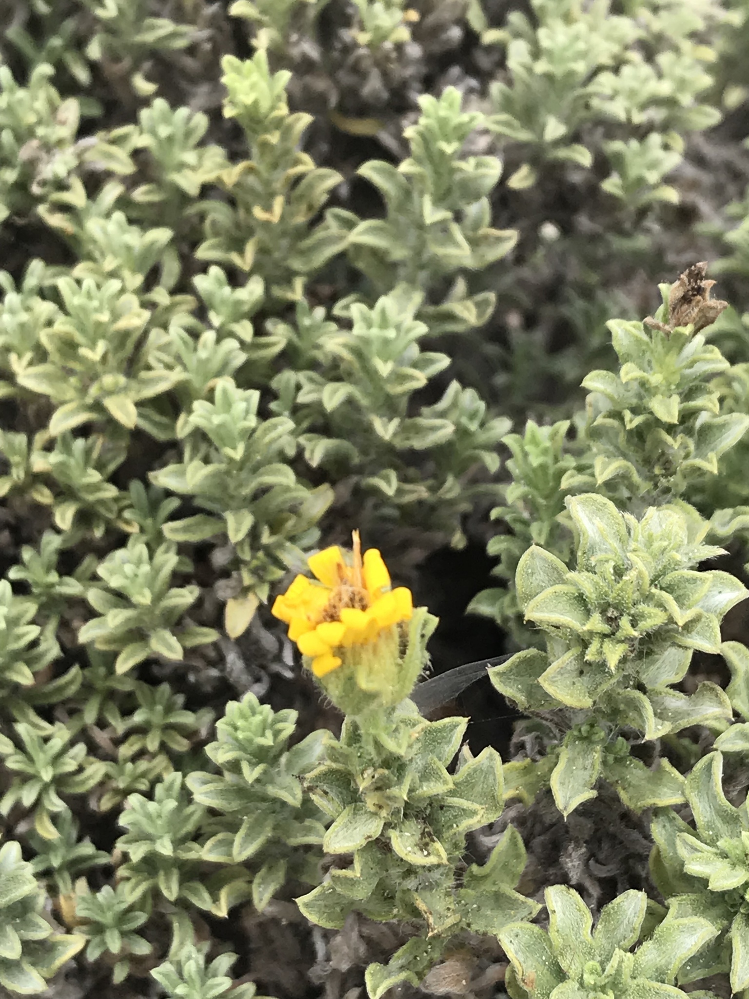 Heterotheca sessiliflora ssp. sessiliflora