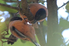 Heterophasia capistrata
