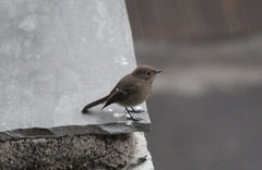 Phoenicurus coeruleocephala