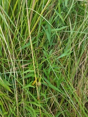 Ipomoea sagittata