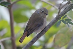 Niltava macgrigoriae