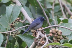 Niltava macgrigoriae