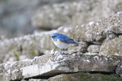 Tarsiger rufilatus